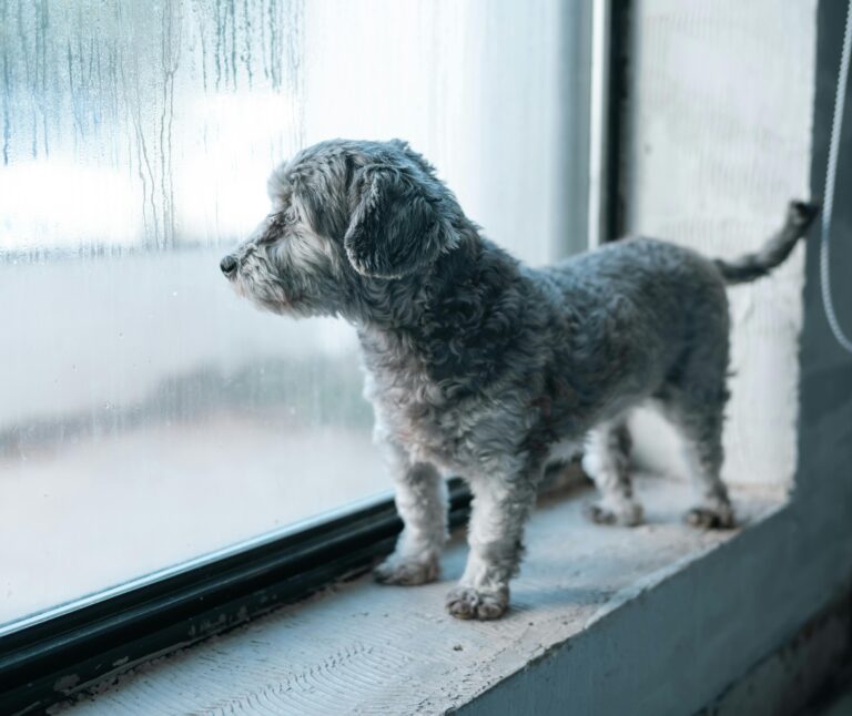 Hantering av störningar och tvister. Hund i fönster.