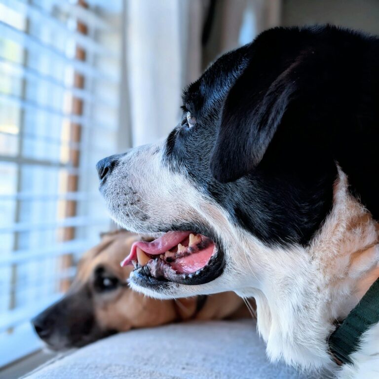 Hantering av störningar och tvister. Hund.
